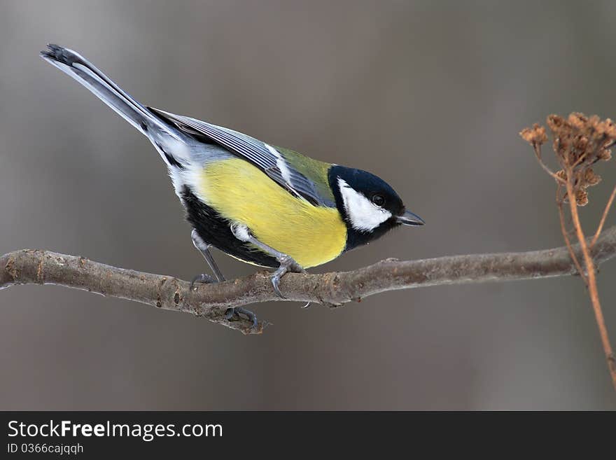 Tit stretching on a branch in winter. Tit stretching on a branch in winter