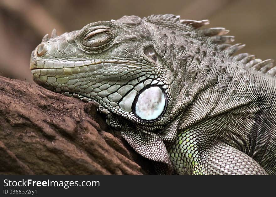 Close-up view of a Green Iguana (Iguana iguana). Close-up view of a Green Iguana (Iguana iguana)