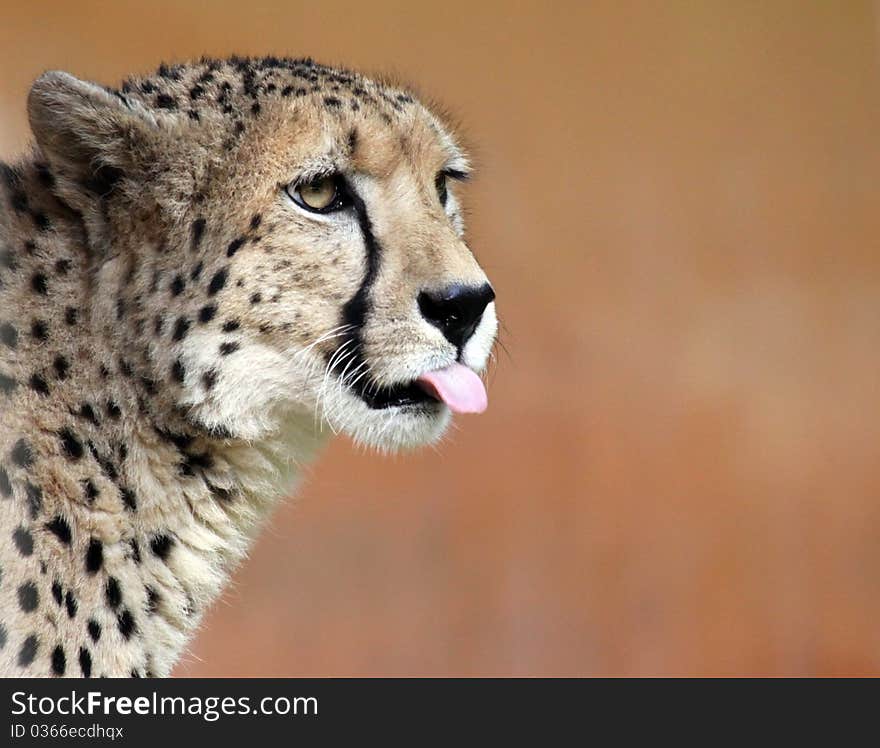 Close-up view of a female Cheetah. Close-up view of a female Cheetah