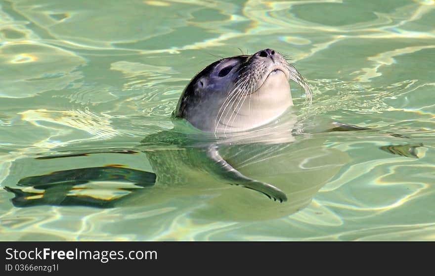 Close-up view of a young Harbor Seal. Close-up view of a young Harbor Seal