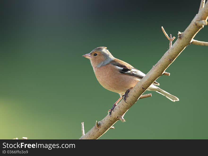 A chaffinch on a perch against a green background. A chaffinch on a perch against a green background.