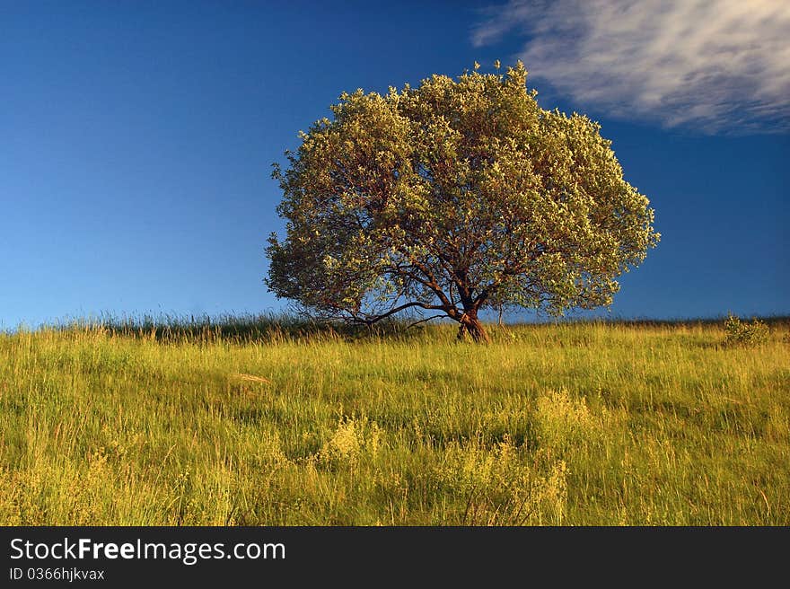 Tree in a meadow with beautiful blue sky. Tree in a meadow with beautiful blue sky.