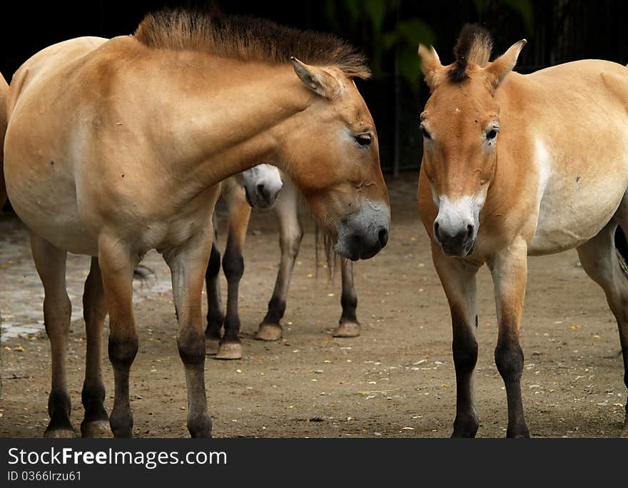 The horse (Equus ferus caballus) is a hooved (ungulate) mammal. Those two was photographed in Berlin Zoo. The horse (Equus ferus caballus) is a hooved (ungulate) mammal. Those two was photographed in Berlin Zoo.