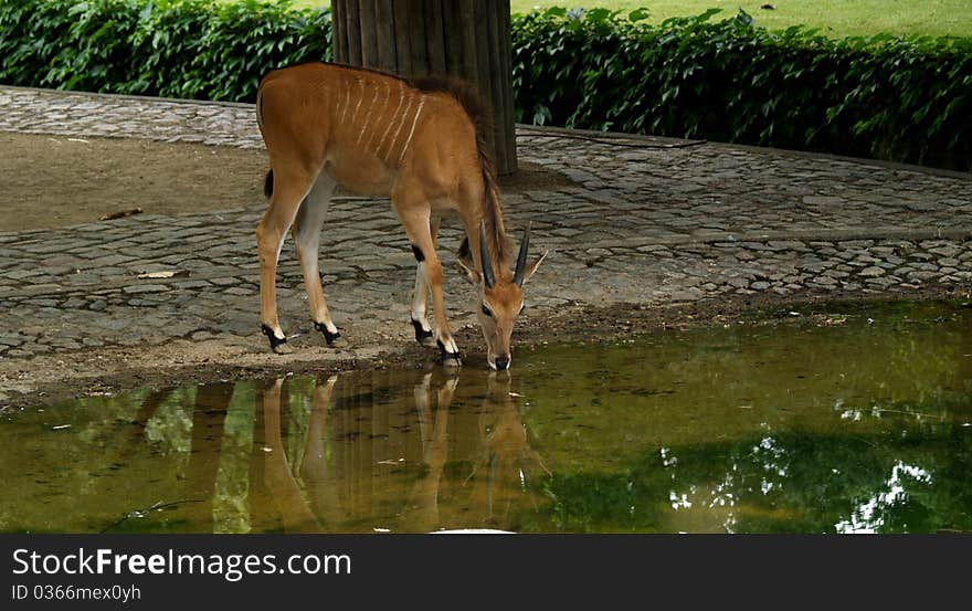 Drinking goat reflection