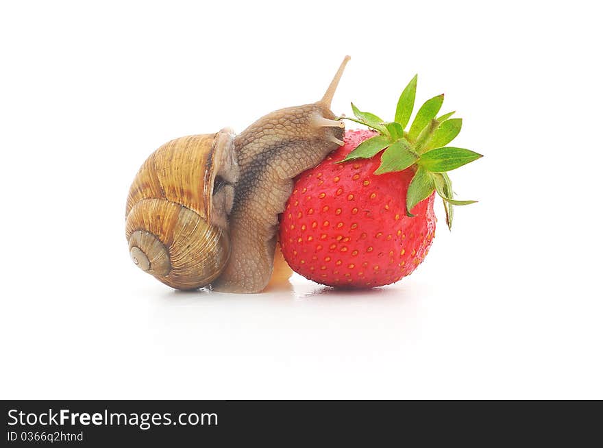 Snail and strawberries on a white surface