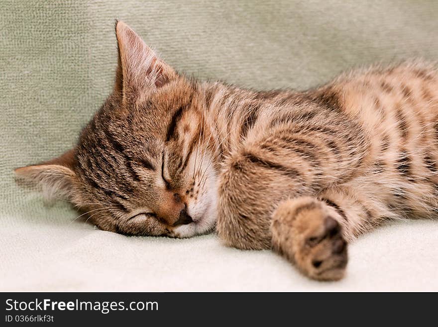 Tabby cat sleeps on green