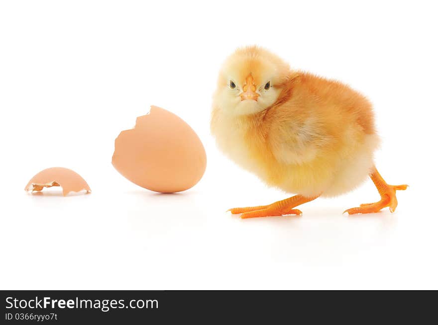 Chicken and an egg shell on white background