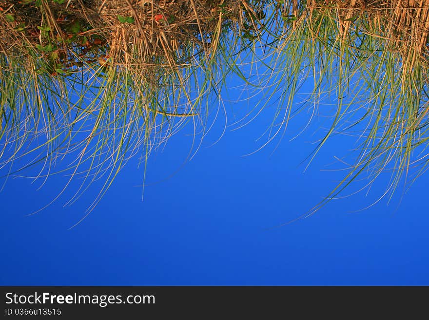 Upside down yellow grass on blue background