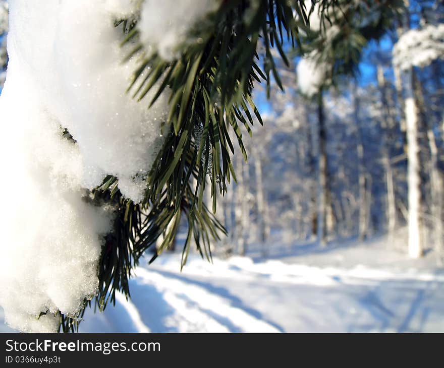 Winter fir tree in the forest