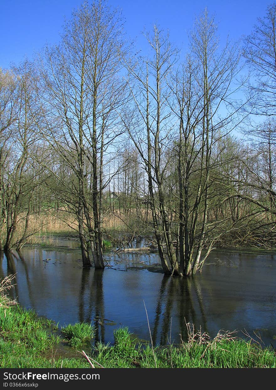 Spring flood the trees stand in water. Spring flood the trees stand in water