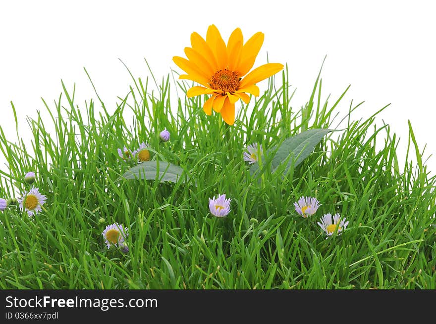 Flowers in a grass, isolated on the white. Flowers in a grass, isolated on the white