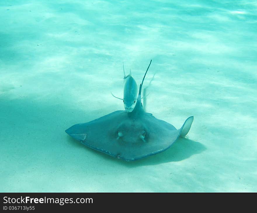 Stingray swiming with fish in Carribean ocean - so called Stingray City near Grand Cayman. Stingray swiming with fish in Carribean ocean - so called Stingray City near Grand Cayman