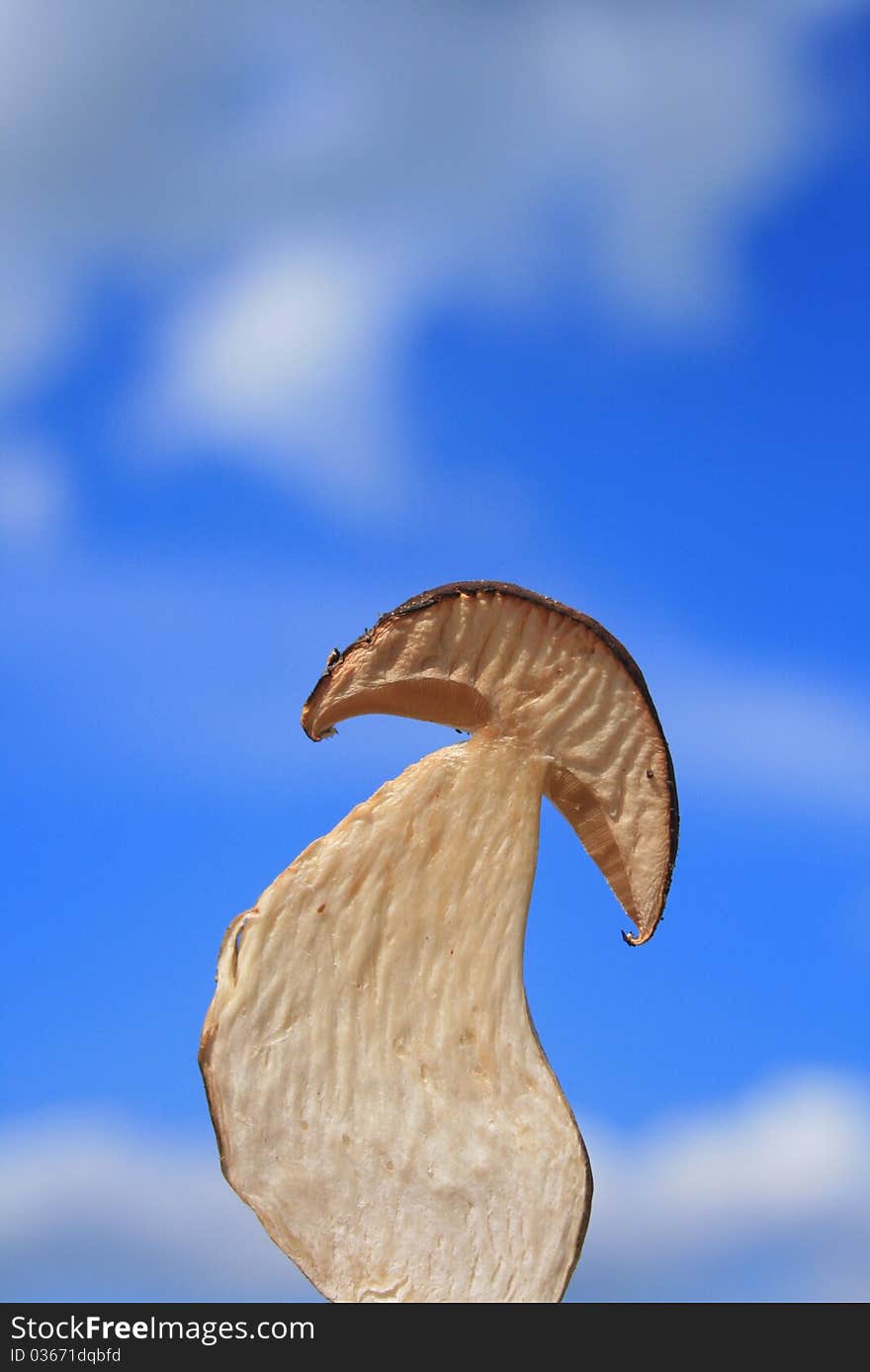 One peace of mushroom on a blue sky background. One peace of mushroom on a blue sky background