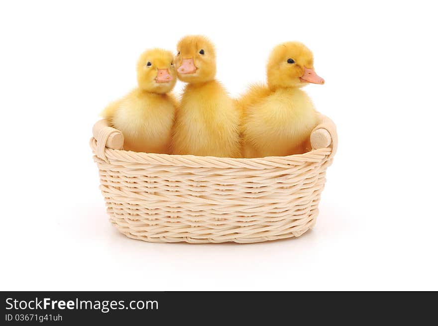 Ducklings in a basket.