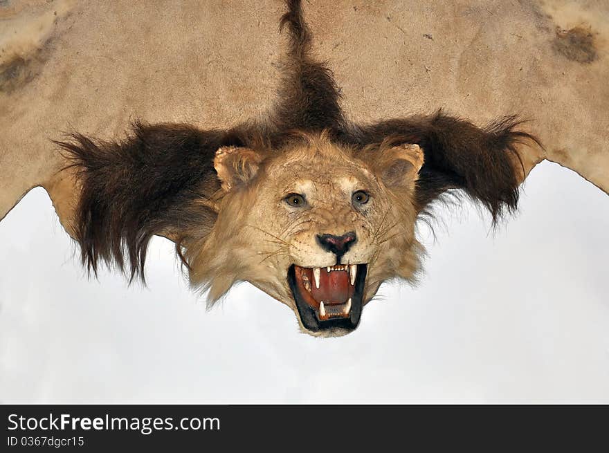 Hunting trophies, stuffed African lion