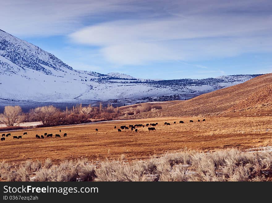 Winter cattle pasture