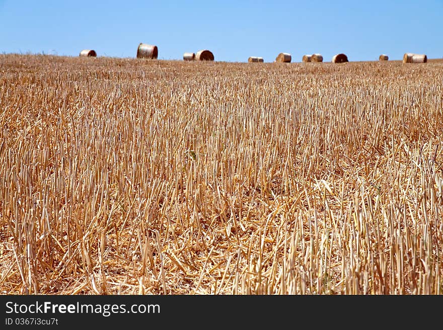 Straw field