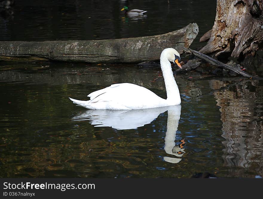 A mute swan gliding in the water - wih reflection