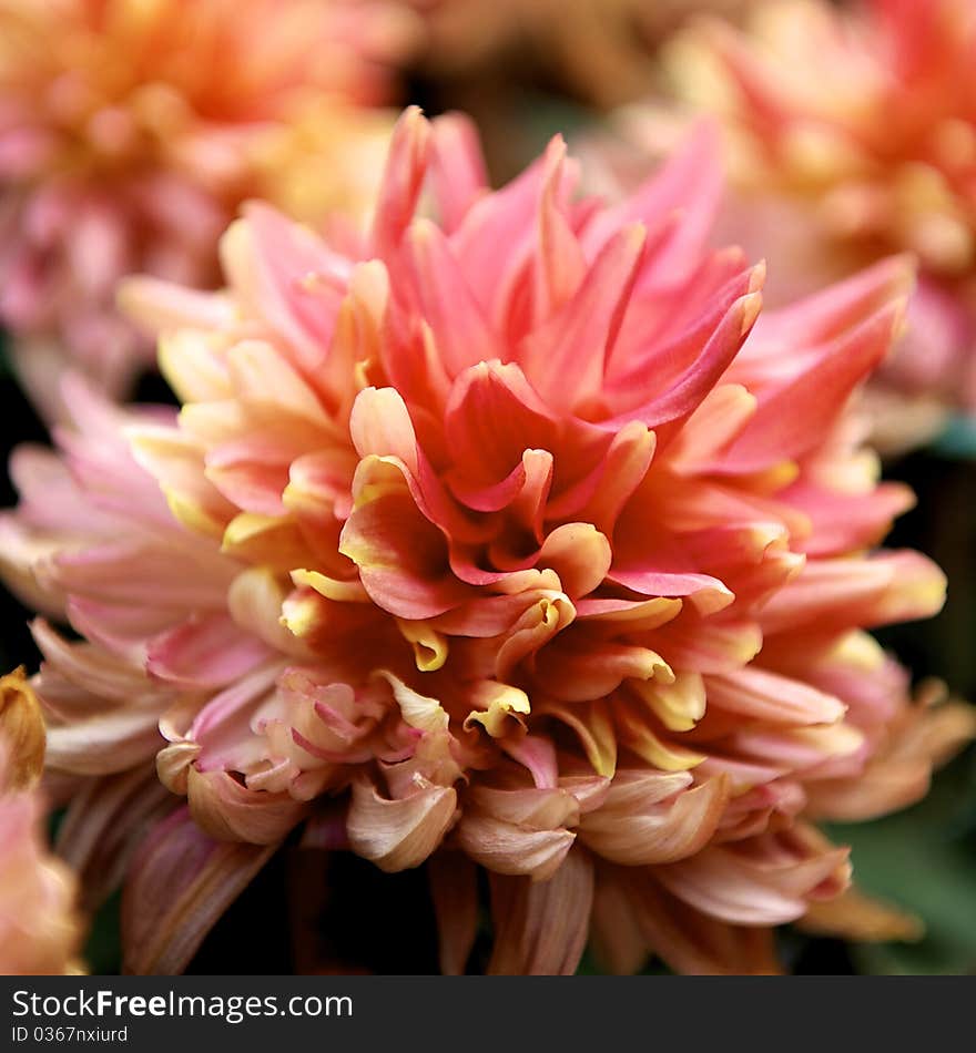 Chrysanthemum