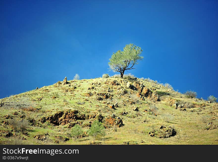 A lonely tree in a blue sky and rocks