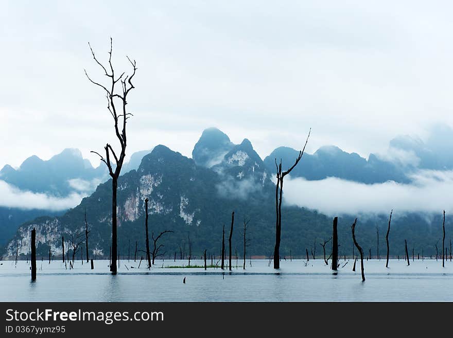 Dead trees standing in big lake . Dead trees standing in big lake .