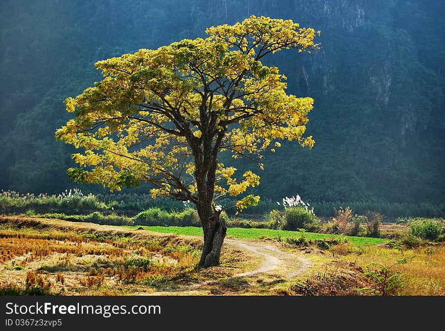 Alone golden tree standing in the rice field.