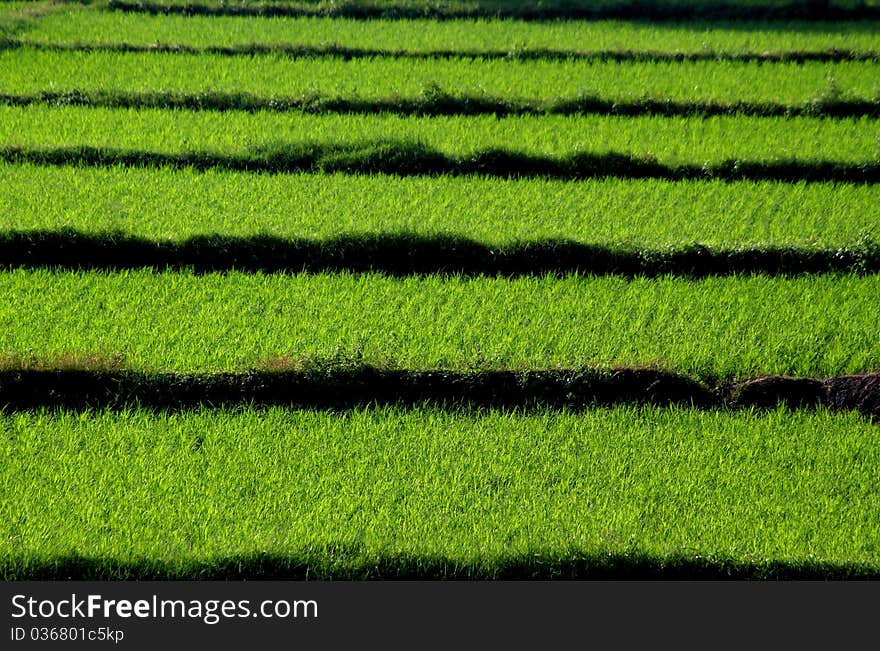 Rice Field