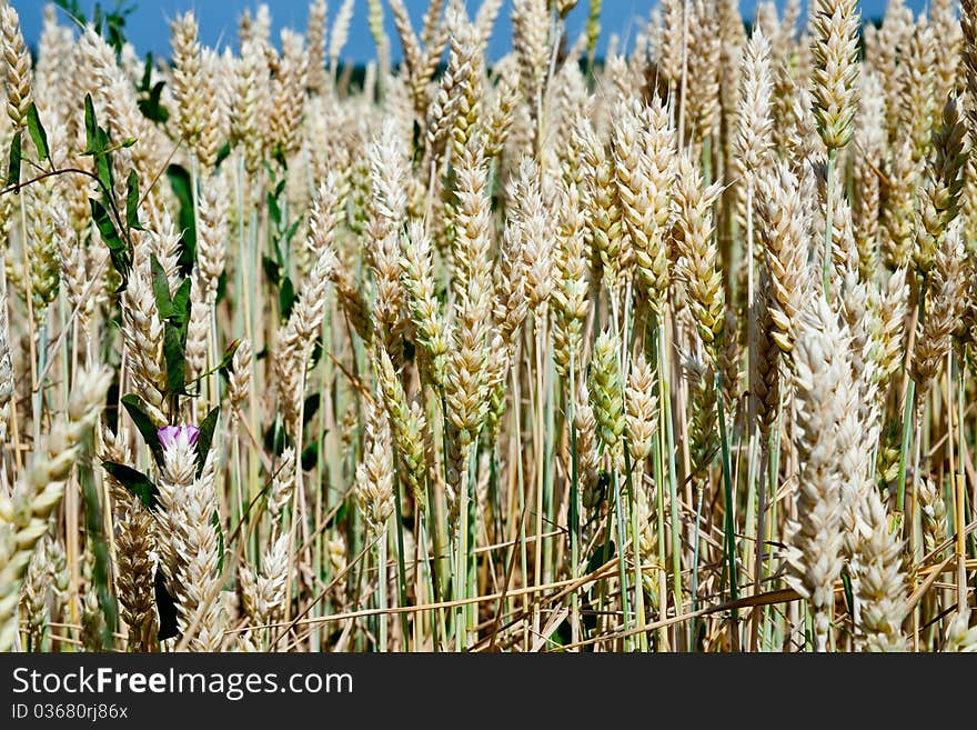 Yellow and green wheat ears close up in field