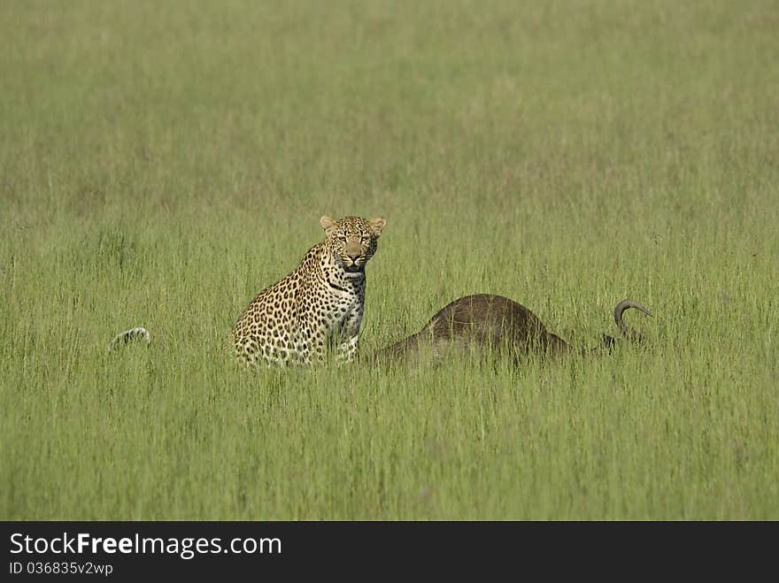 Leopard on Wildebeest Kill in Botswana