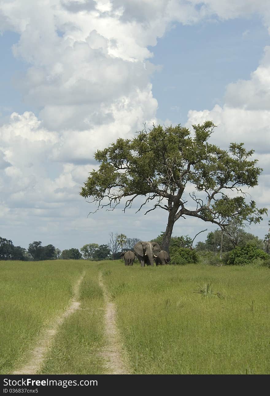 Elephants under a tree in Botswana