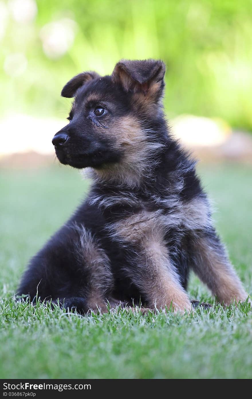 Young German Shepherd