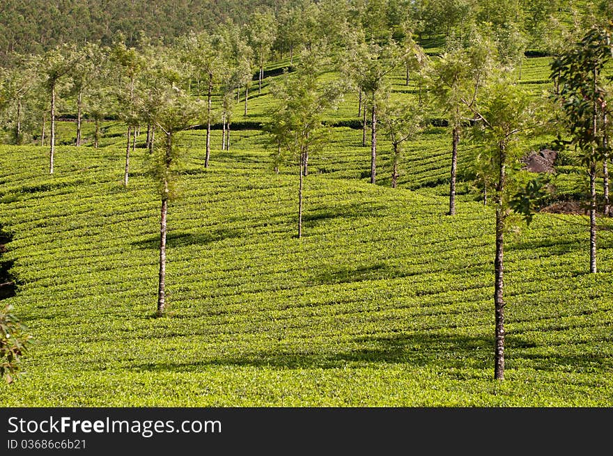 Tea Leaf with Plantation in the Background. Tea Leaf with Plantation in the Background