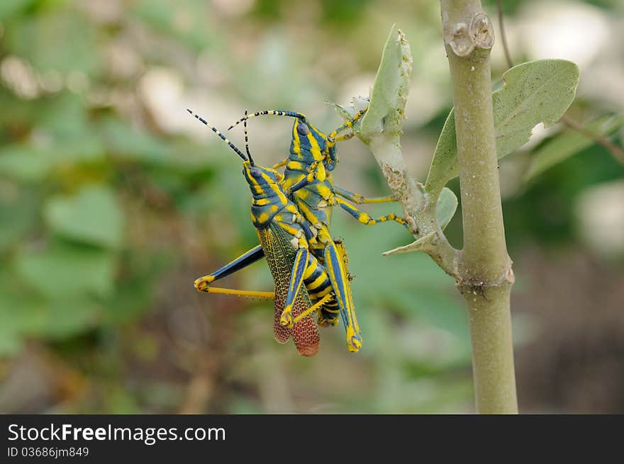 Close up photo of a beautiful painted Grasshopper