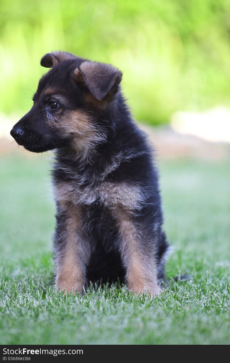 Young German Shepherd