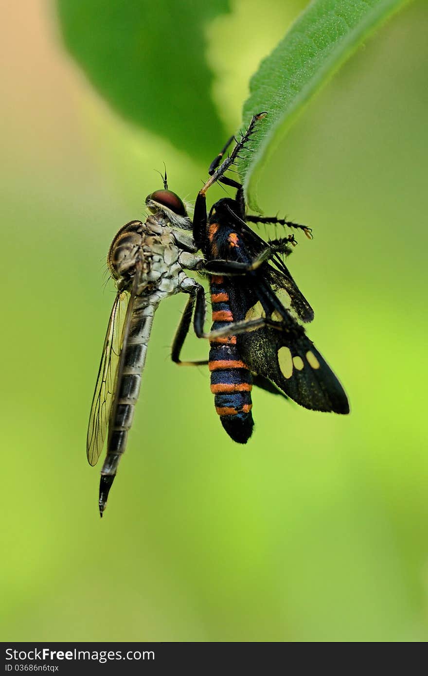 Robberfly