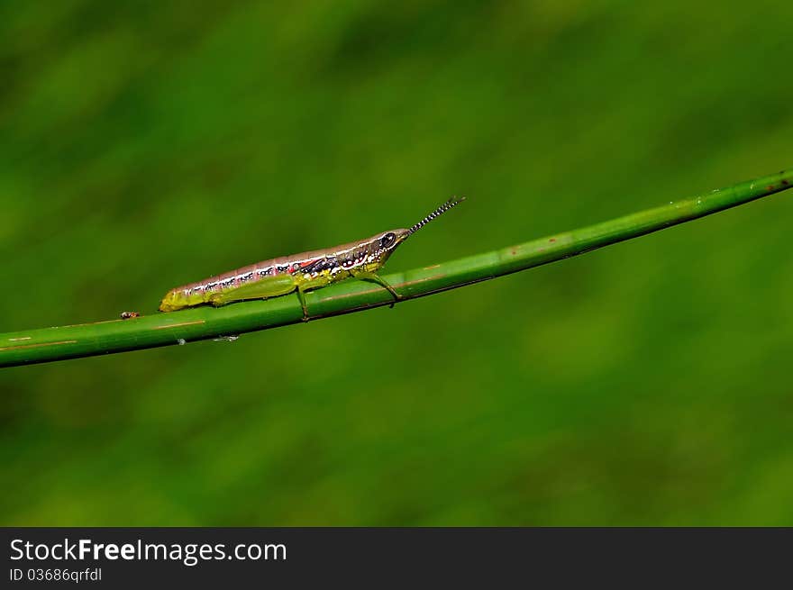 A beautiful colorful grasshopper on a twig early morning