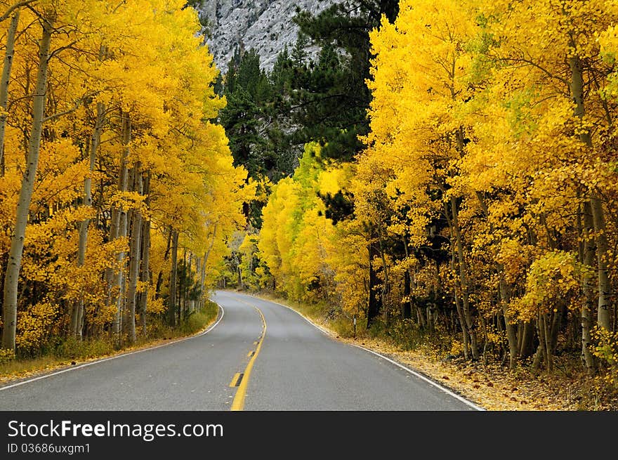 Autumn foliage at full bloom in mono lake region california