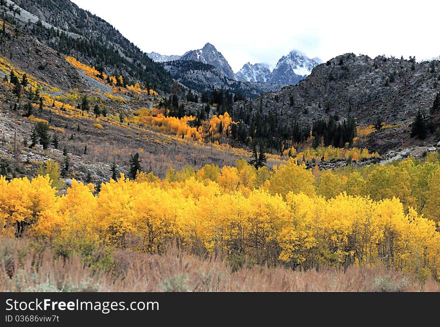 Autumn foliage at full bloom in mono lake region california