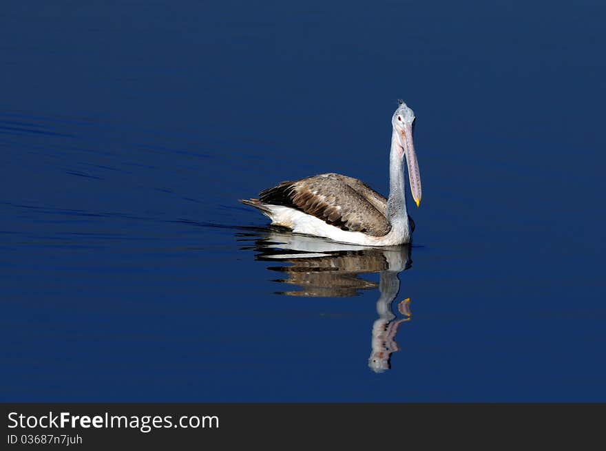 Spot Billed Pelican