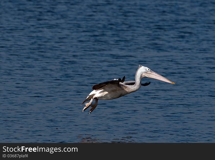 Spot billed pelicans looking active early morning