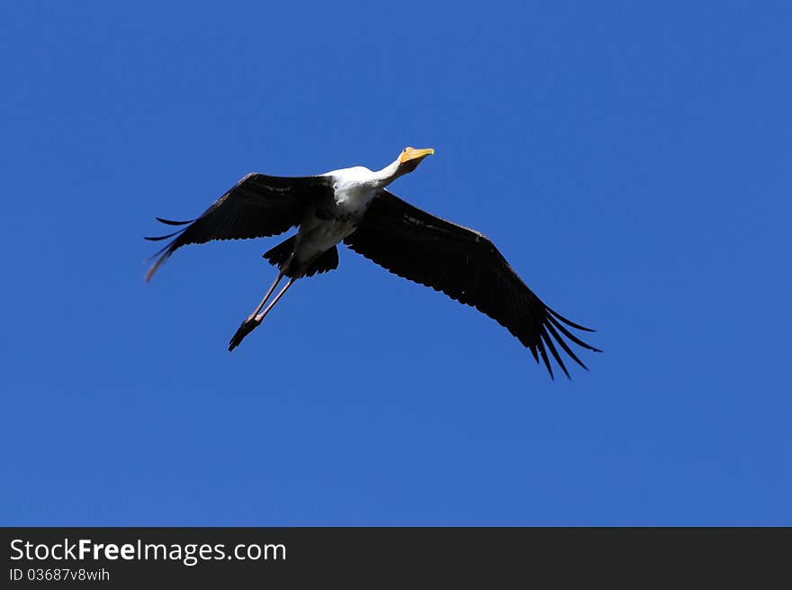 A large painted stork soaring high in the sky