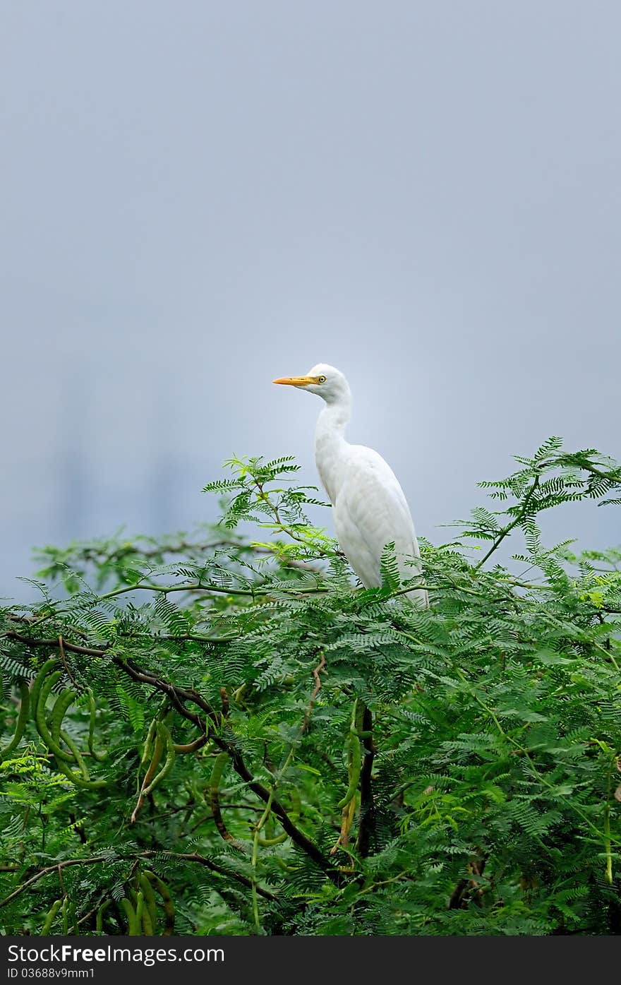 Pallikaranai