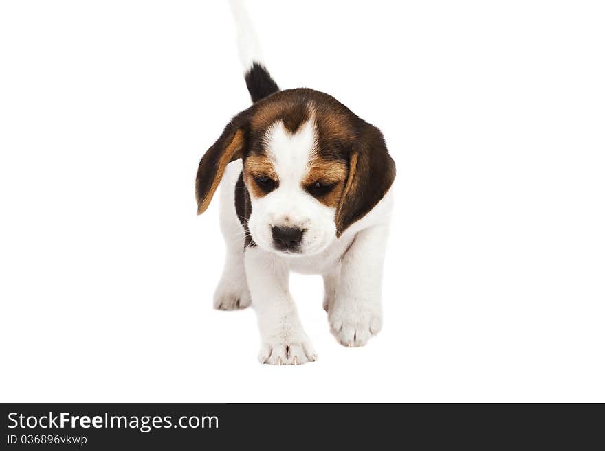 Beagle