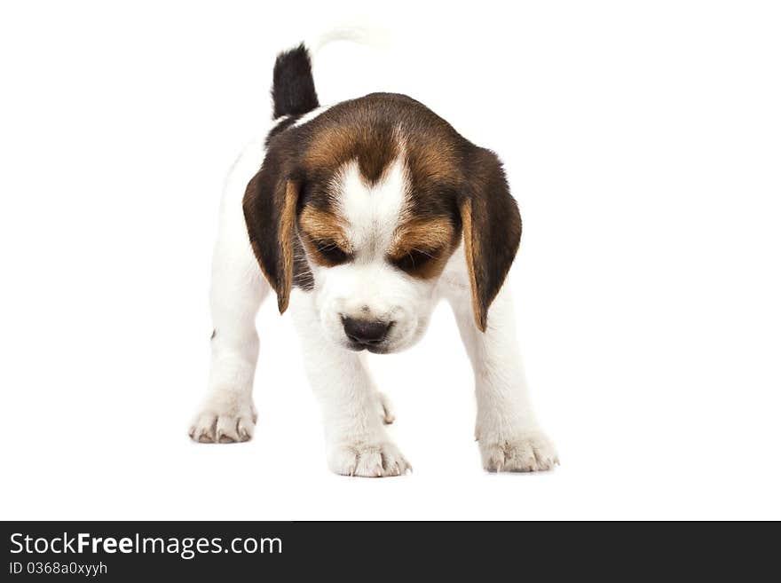 His is a portrait of a 10 week old puppy beagle