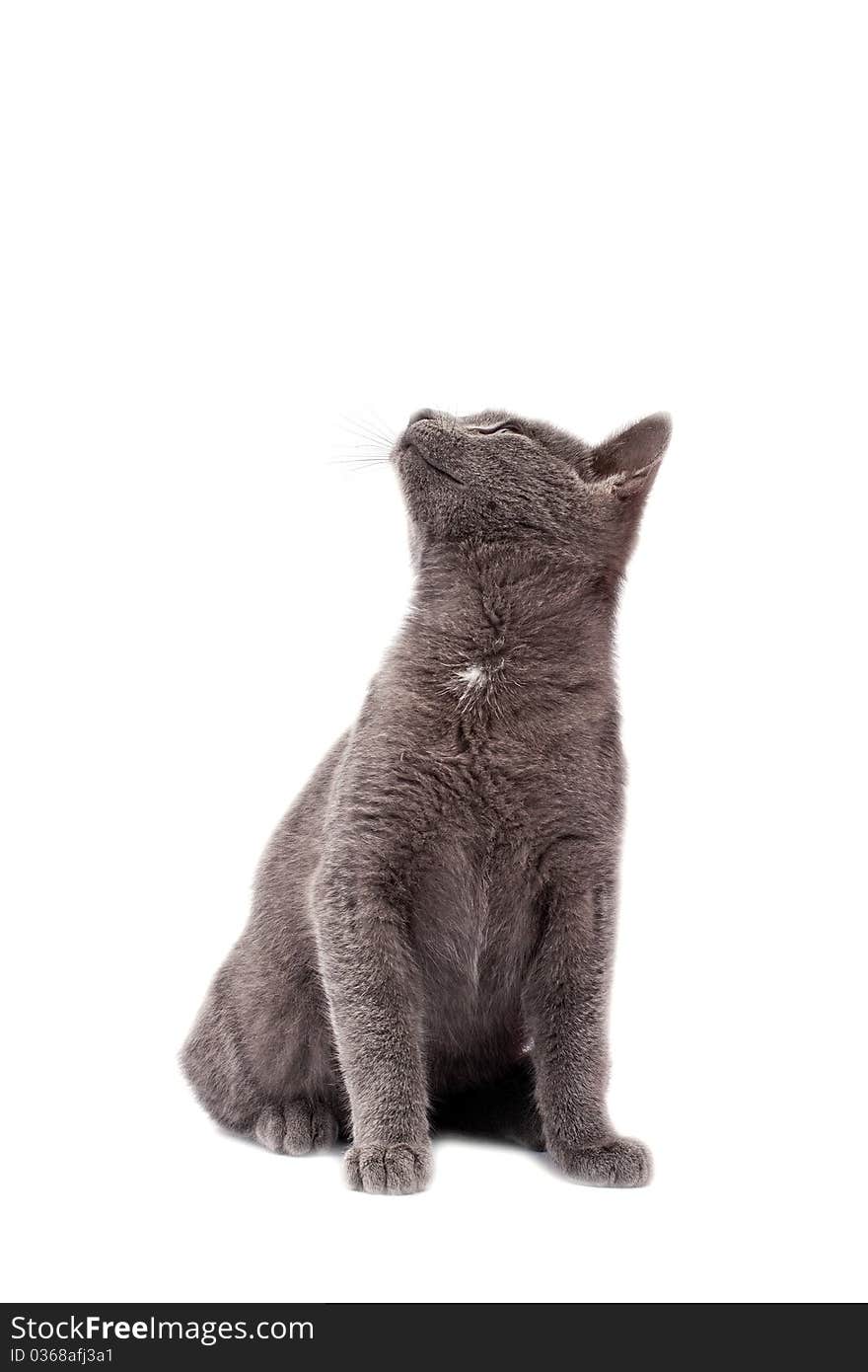 Little grey cat isolated on white