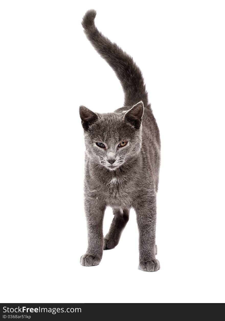 Little grey cat isolated on white