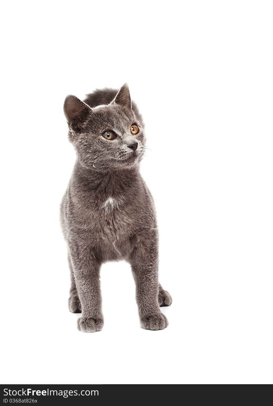 Little grey cat isolated on white