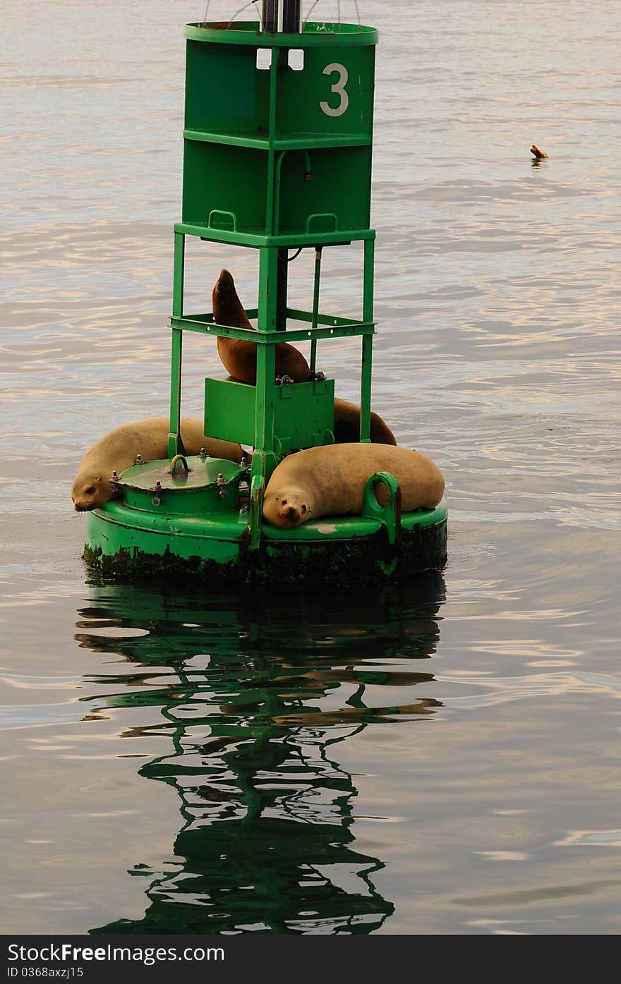 California sea lions on a harbor marker sunbathing , buoy, natical