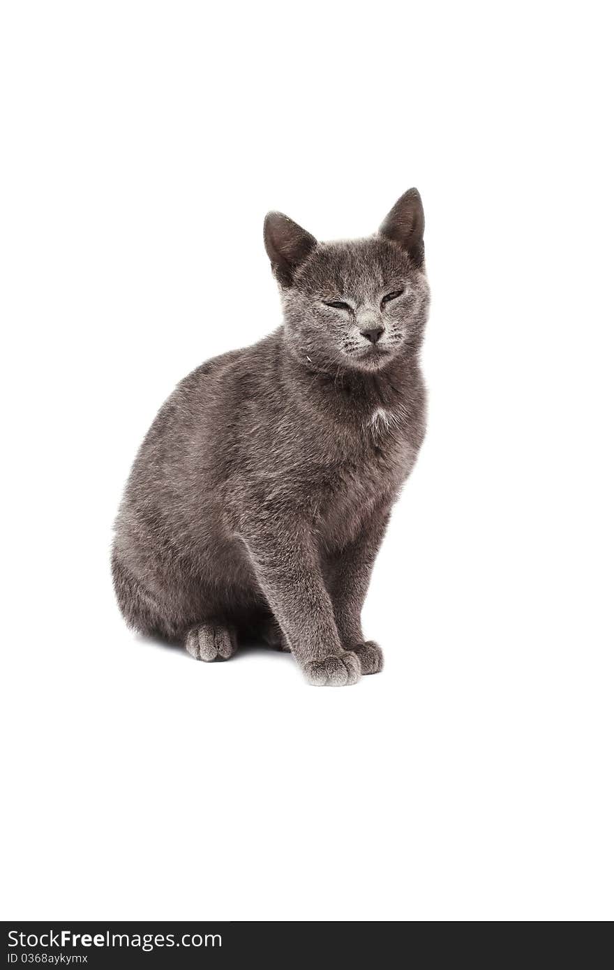 Little grey cat isolated on white