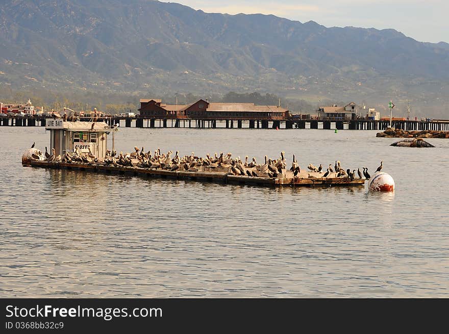 Bait dock covered with pelicans, brown pelicans, Santa Barbara harbor in California, birds, perched pelicans, brown pelicans, bait dock